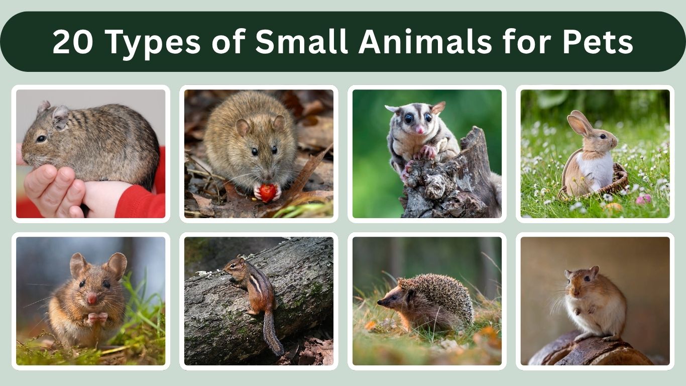 20 Common Types of Small Animals for Pets