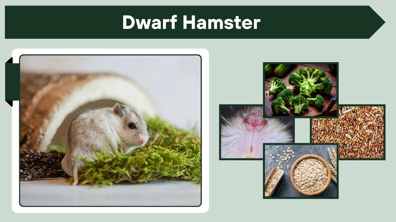Dwarf Hamster Lifespan, Diet and Habitat Guide
