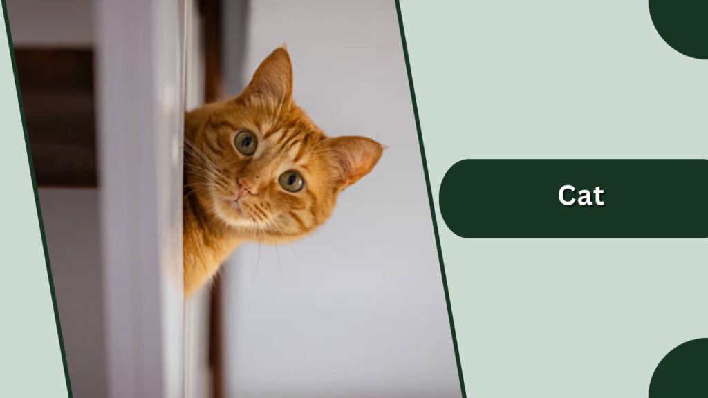  Cat
