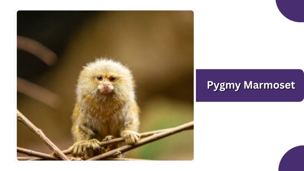 Pygmy Marmoset