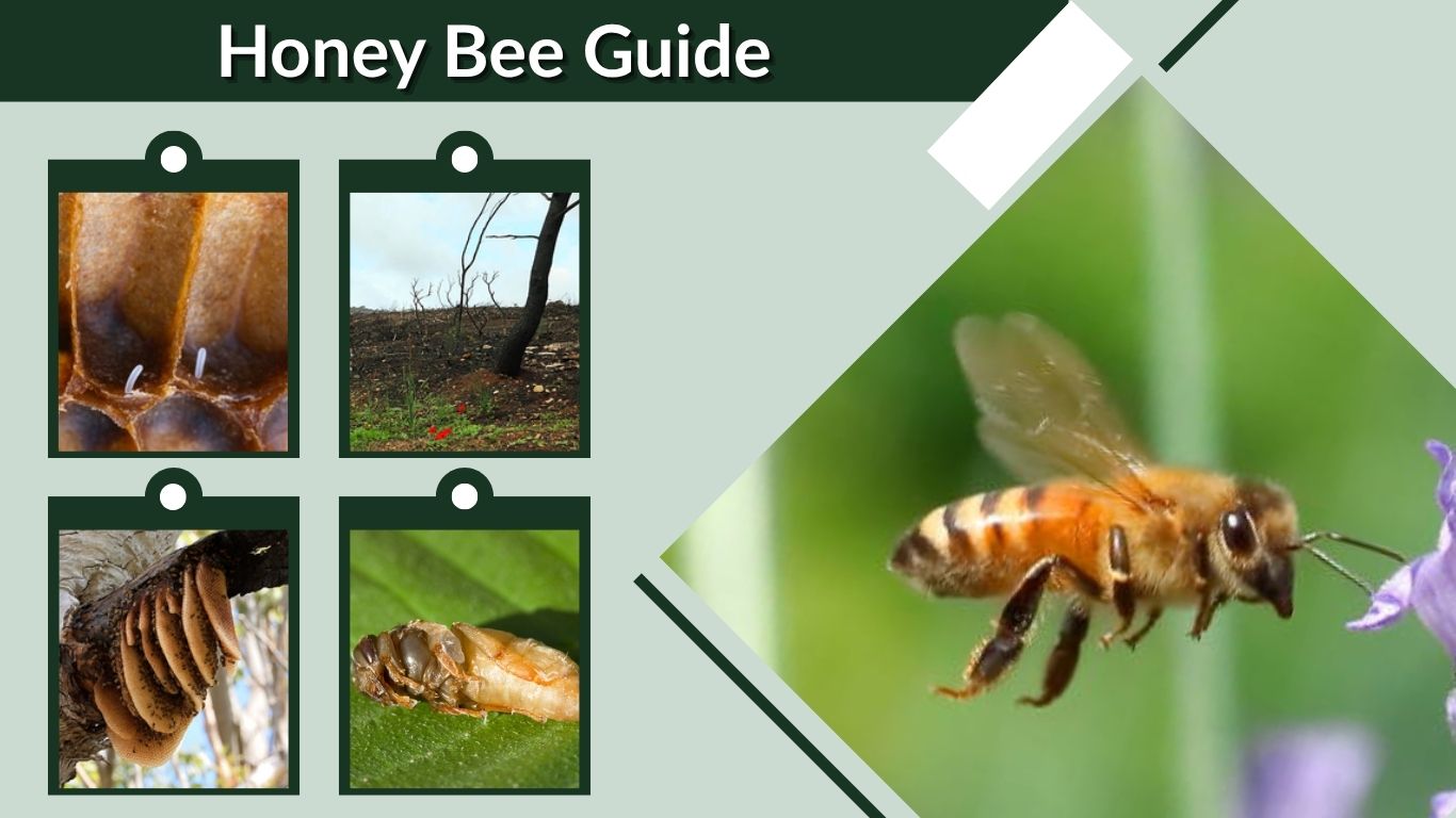 Honey Bee Guide: Identification, Life Cycle, Behavior, Hive Structure & Facts