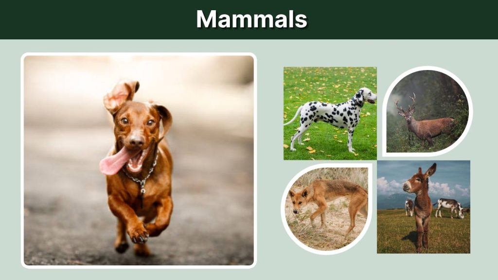 Mammals