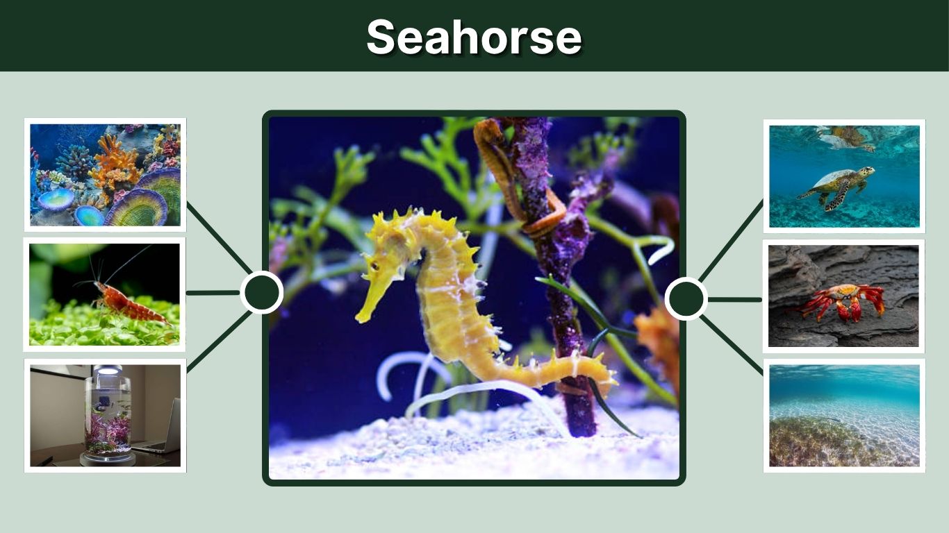 Seahorse: Facts, Habitat, Diet, and Life Cycle Guide