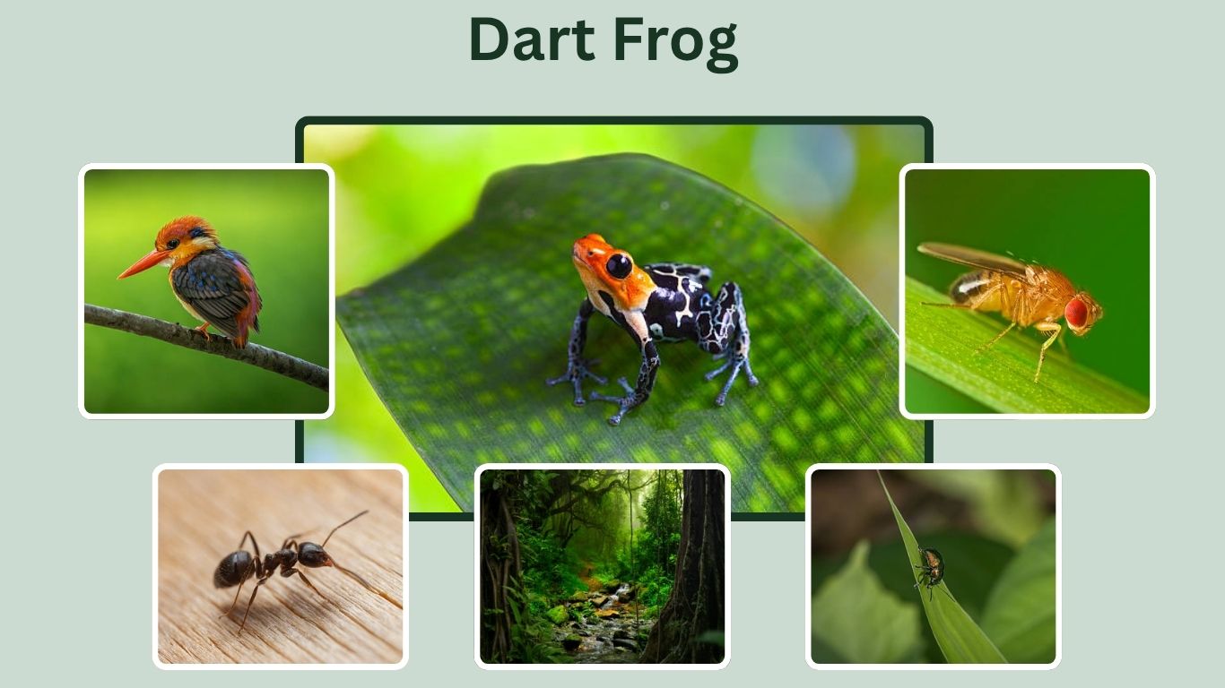 Dart Frog: Facts, Habitat, Behavior, and Care Guide 