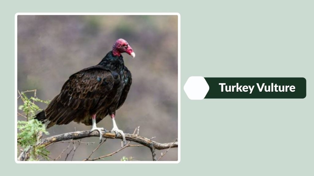 Turkey Vulture