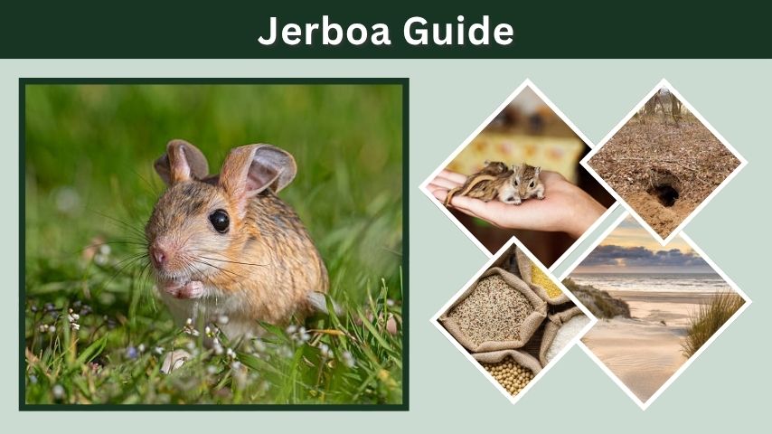 Jerboa Guide: Species, Habits, Diet, and Pet Care Tips