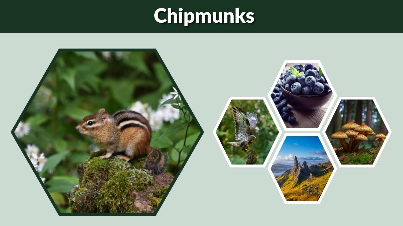 Chipmunks: Identification, Habits, Life, Diet, and Ecological Role