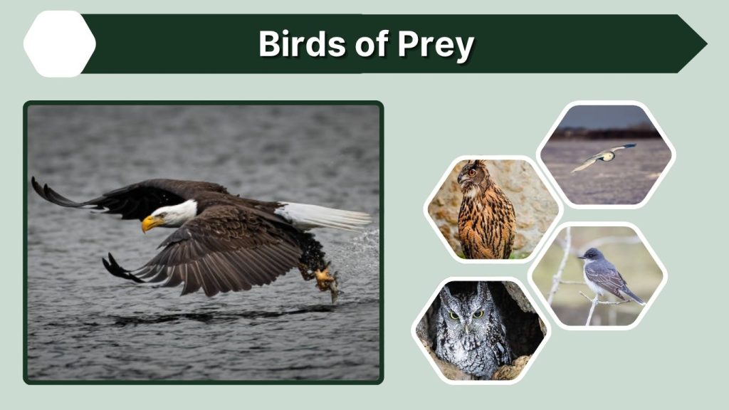 Birds of Prey
