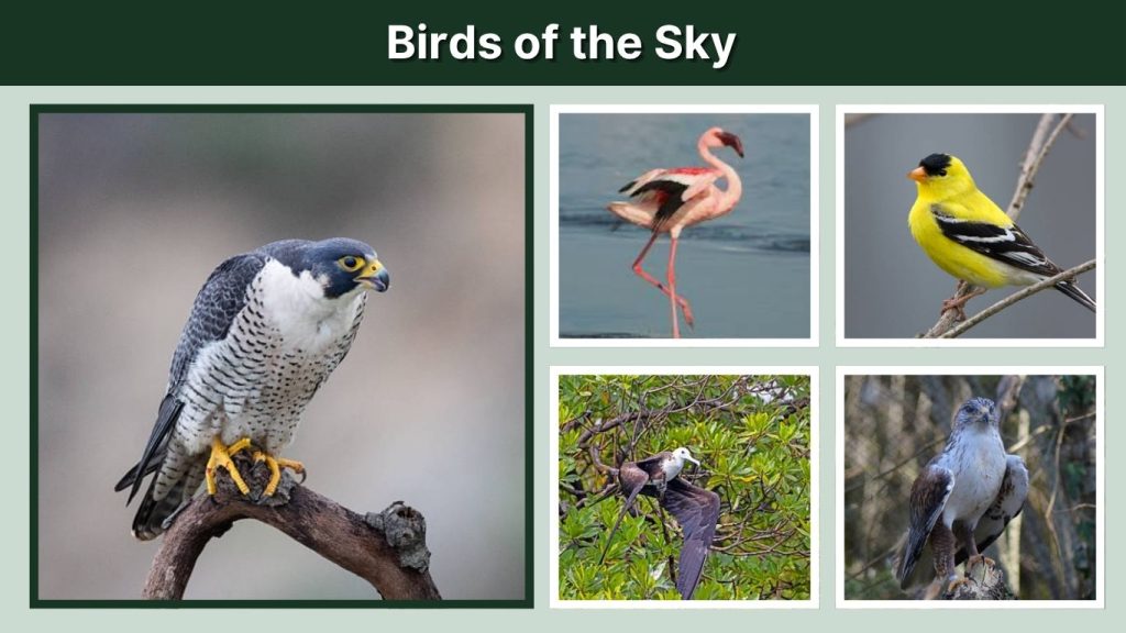 Birds of the Sky