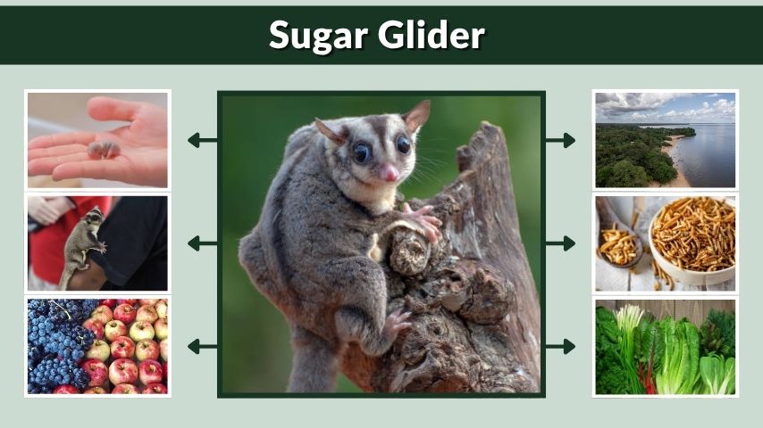 Sugar Glider Habitat, Diet, Lifespan, and Pet Care Tips