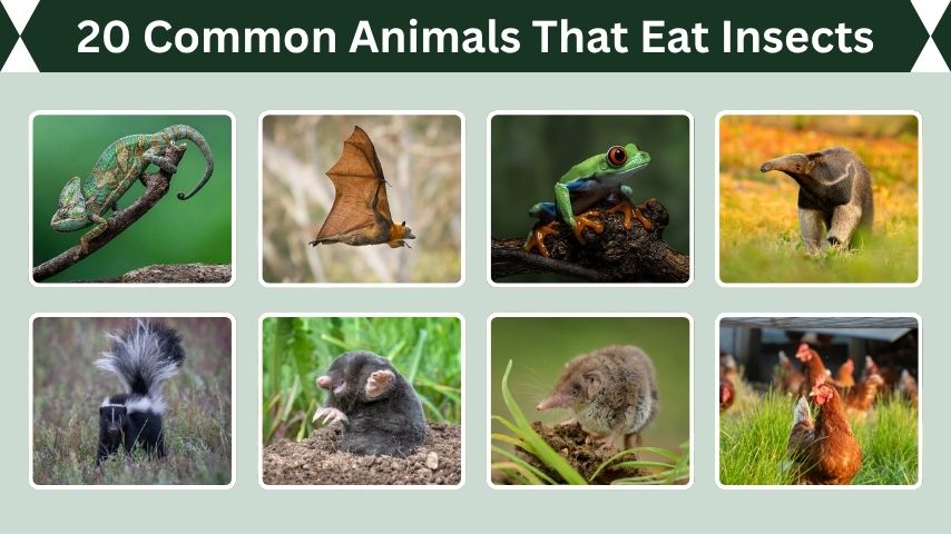 20 Common Animals That Eat Insects: Identification with Pictures