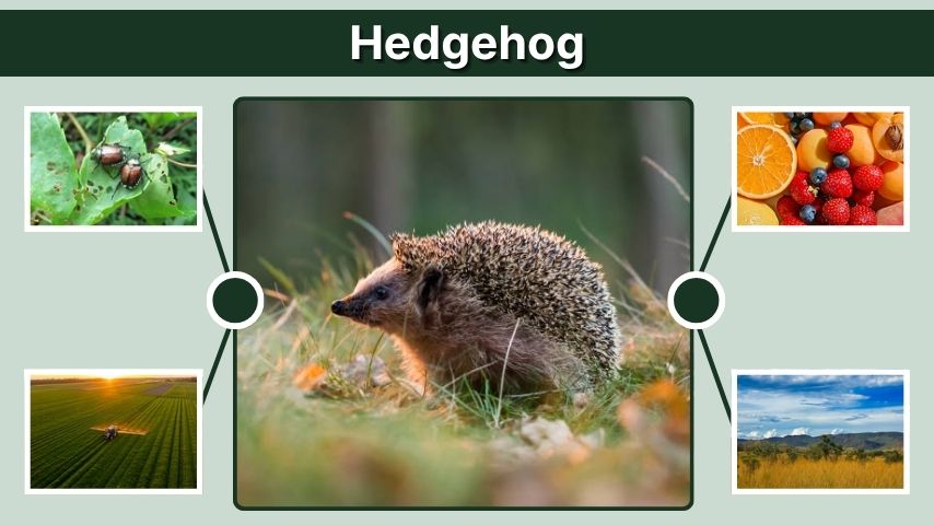 Hedgehog Facts, Habitat, Diet, Lifespan & Interesting Facts