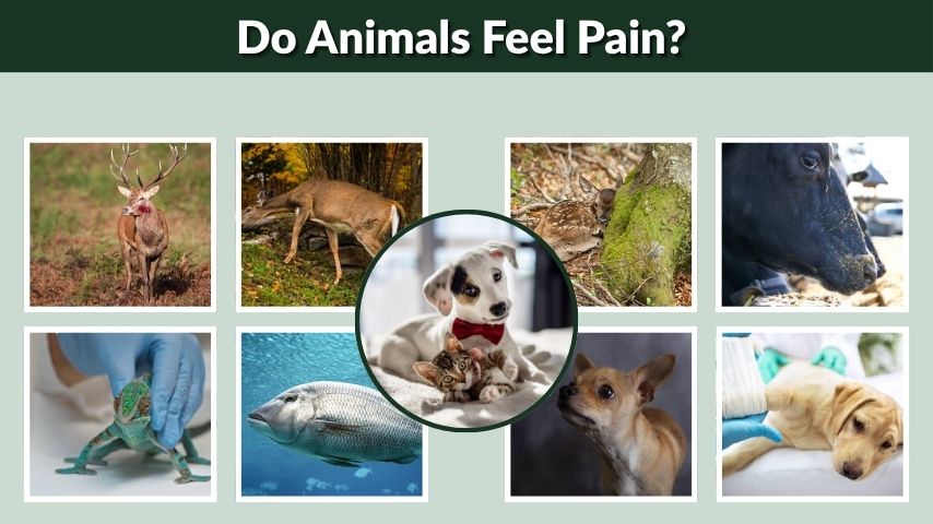 Do Animals Feel Pain? Facts About Animal Suffering