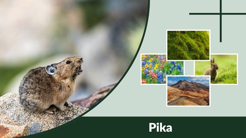 Pika Facts, Size, Habitat, Diet, and Lifespan