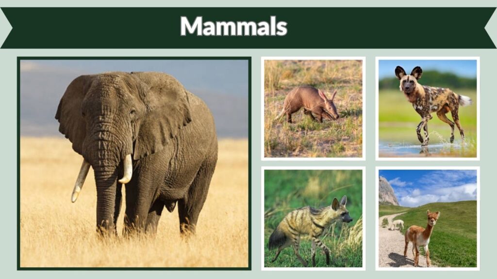 Mammals