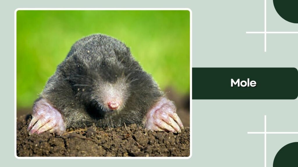 Mole