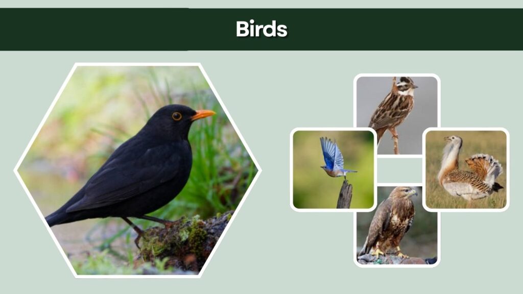Birds