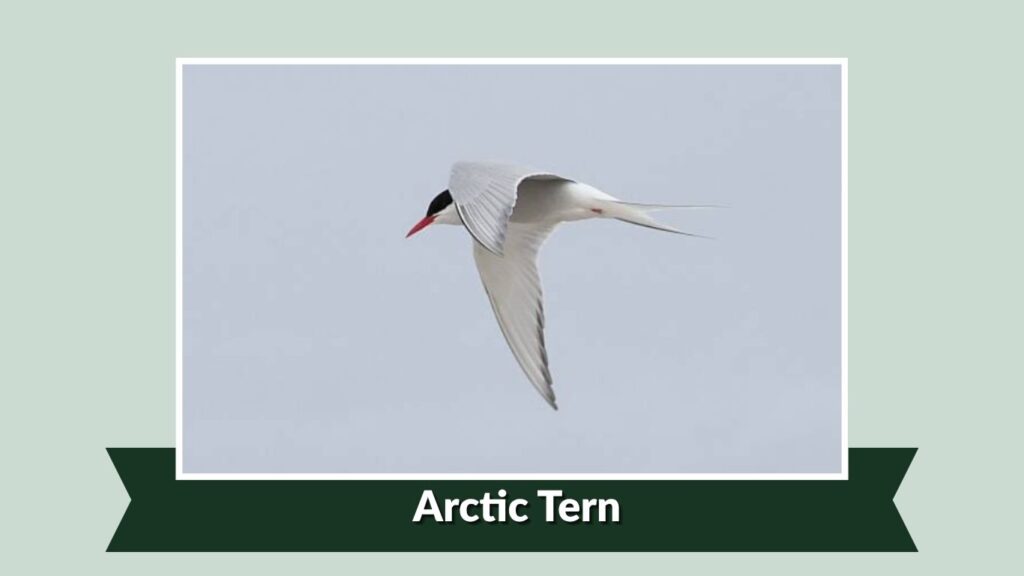 Arctic Tern