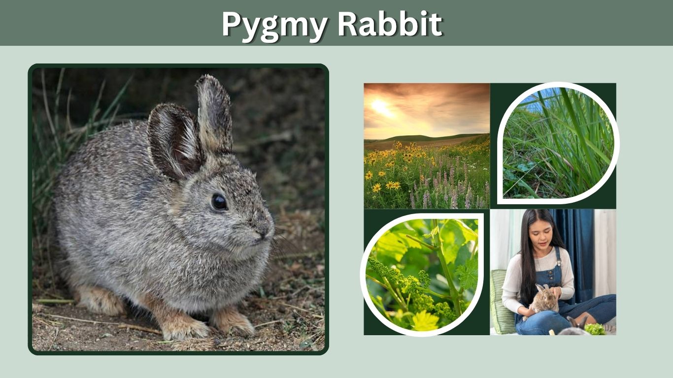 Pygmy Rabbit: Size, Habitat, Diet, Lifespan and Facts