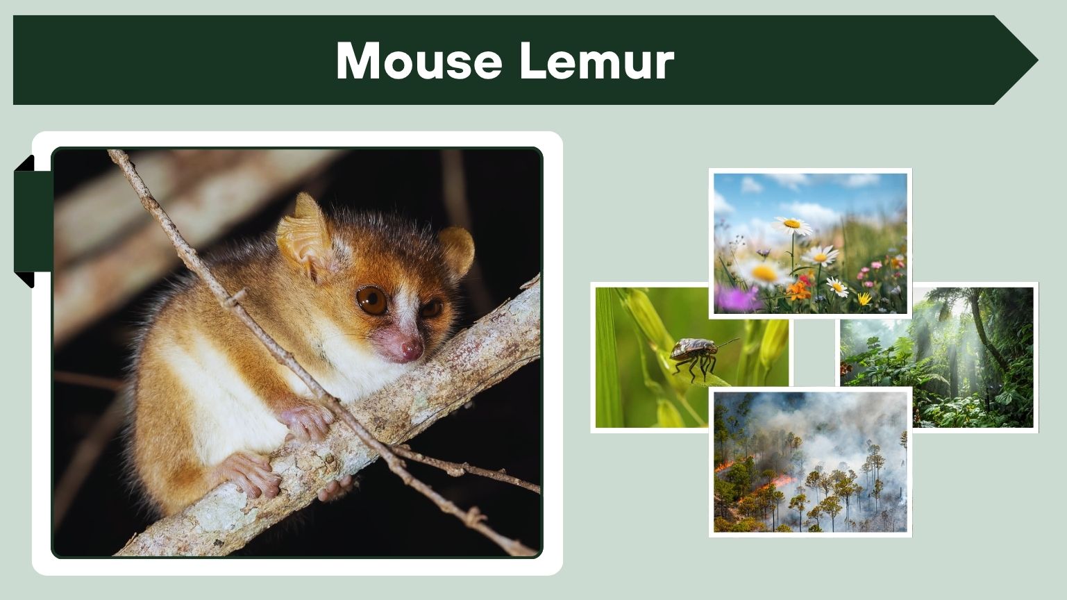 Mouse Lemur Habitat, Diet and Conservation Facts