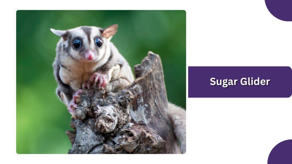 Sugar Glider