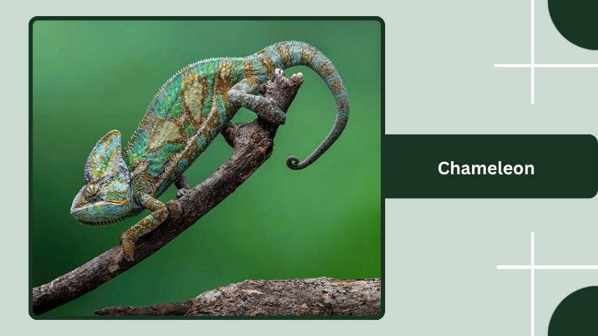 Chameleon