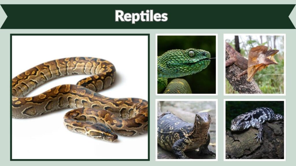  Reptiles
