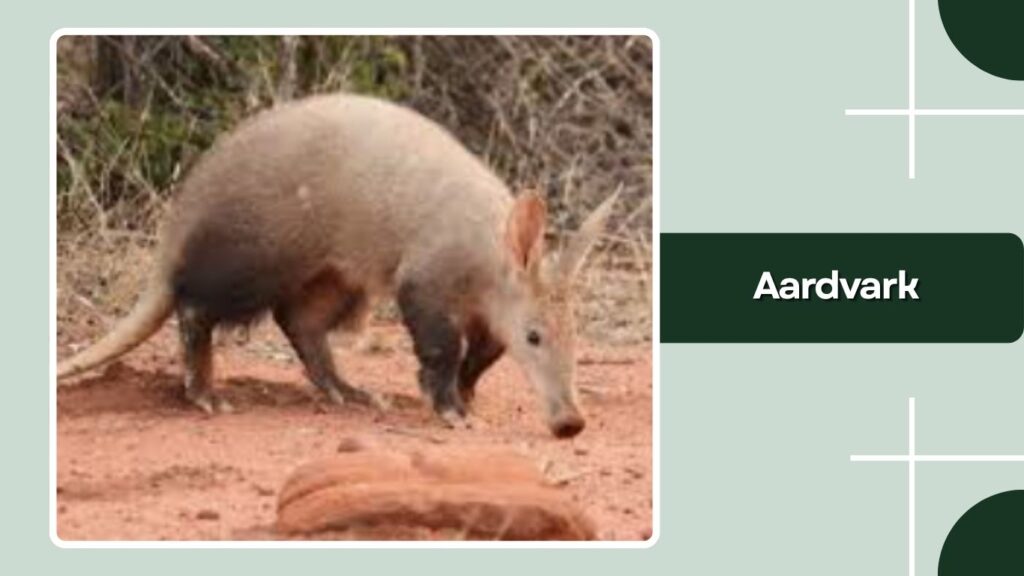 Aardvark