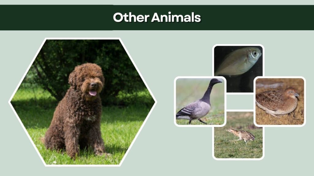 Other Animals