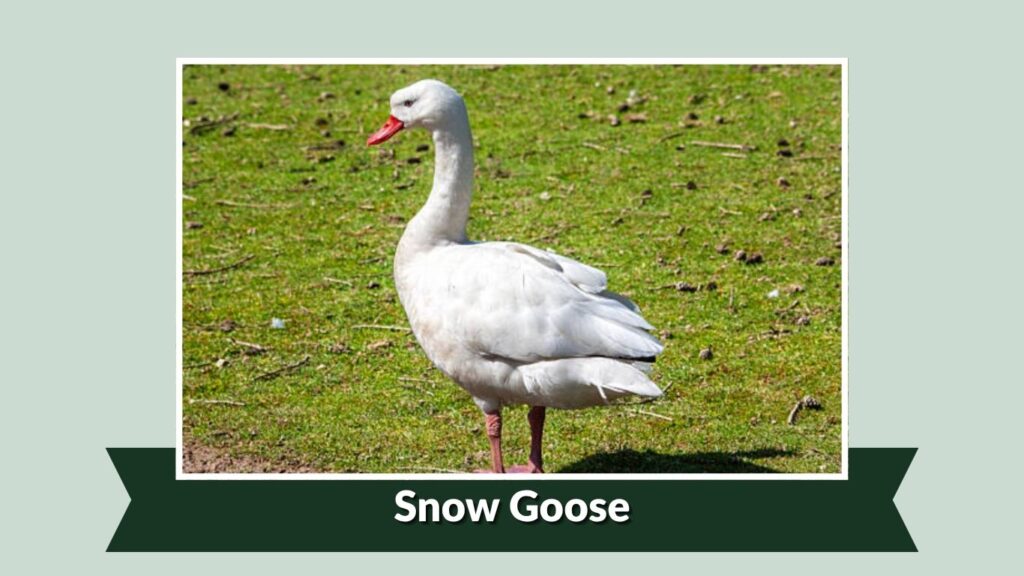 Snow Goose