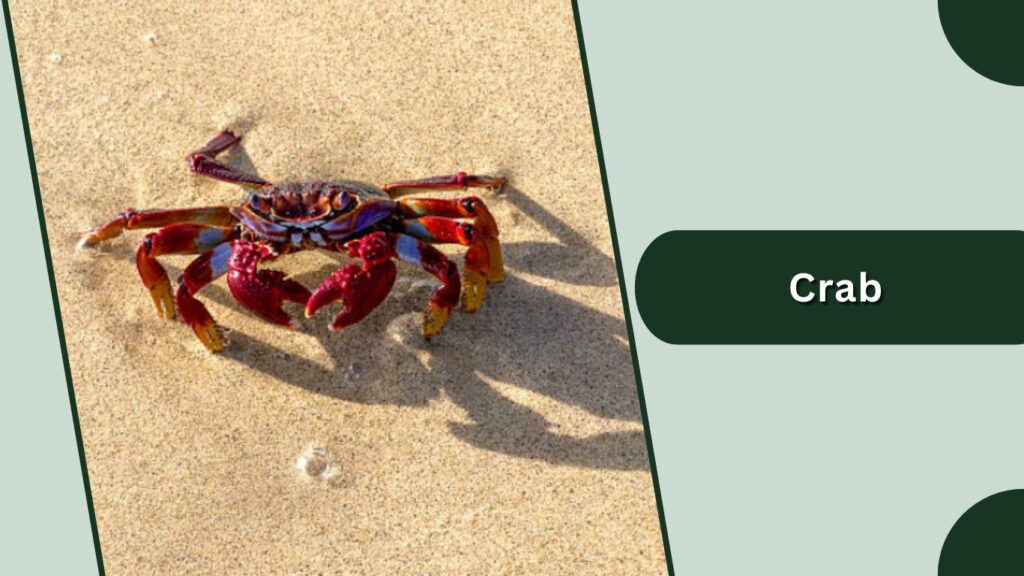 Crab