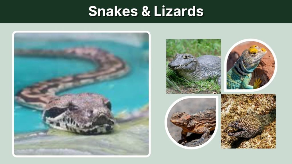 Snakes & Lizards