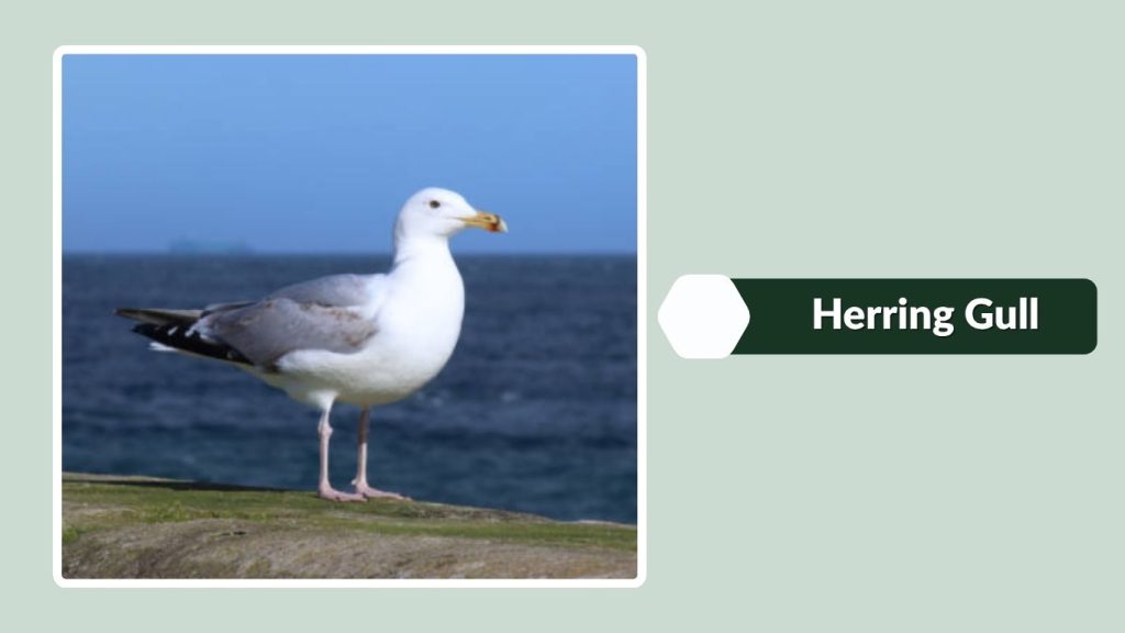 Herring Gull