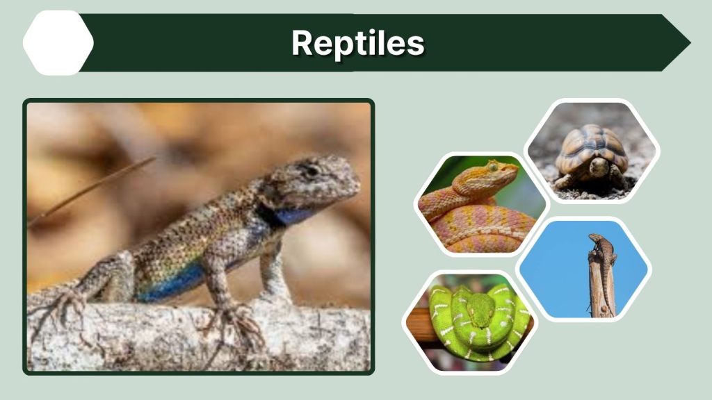Reptiles
