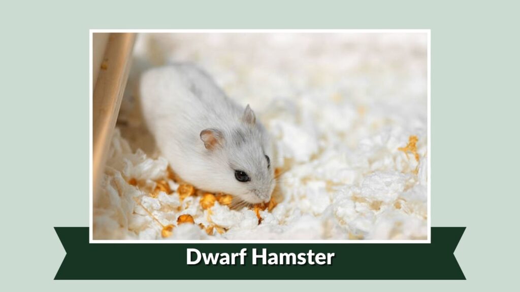 Dwarf Hamster