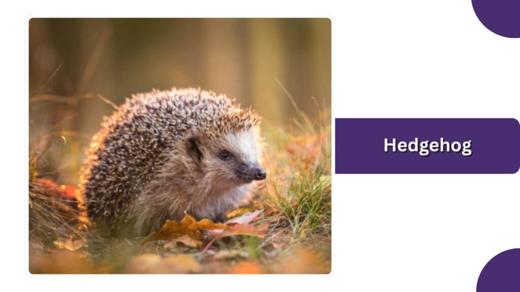 Hedgehog