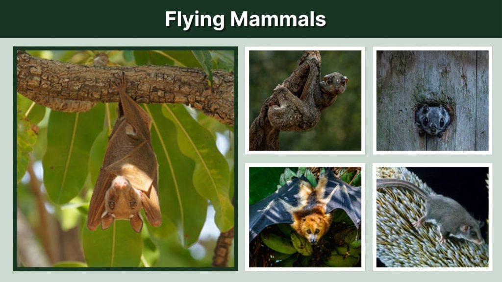 Flying Mammals