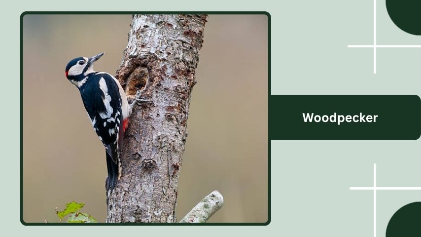 Woodpecker