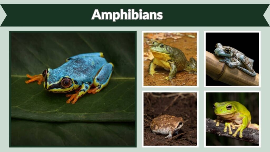 Amphibians