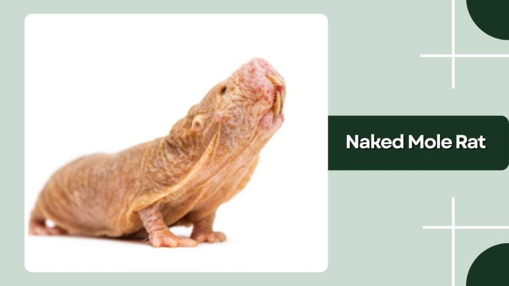 Naked Mole Rat