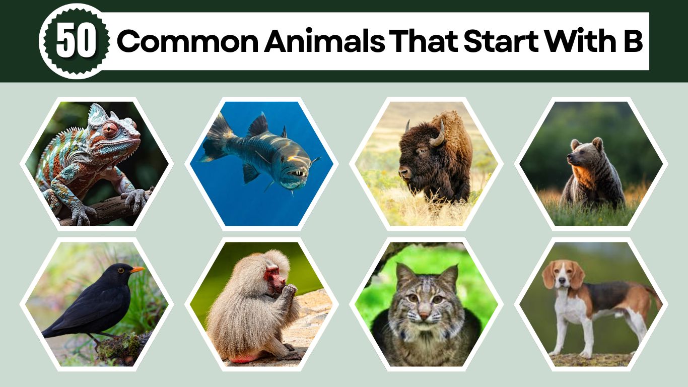 50 Common Animals That Start With B: Identification With Pictures