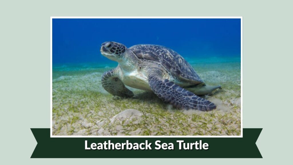  Leatherback Sea Turtle