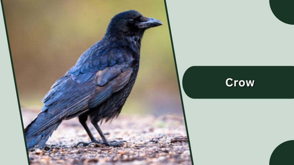 Crow