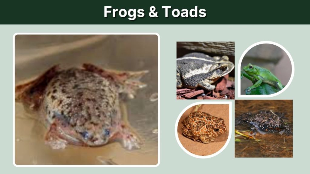 Frogs & Toads
