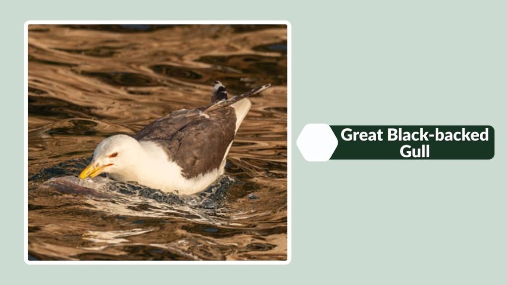Great Black-backed Gull
