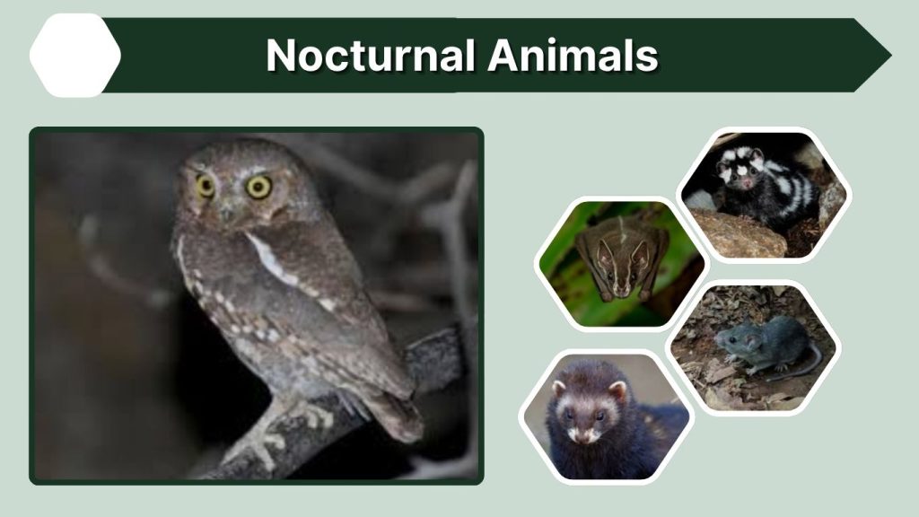 Nocturnal Animals