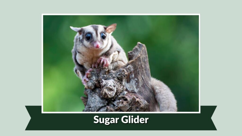 Sugar Glider