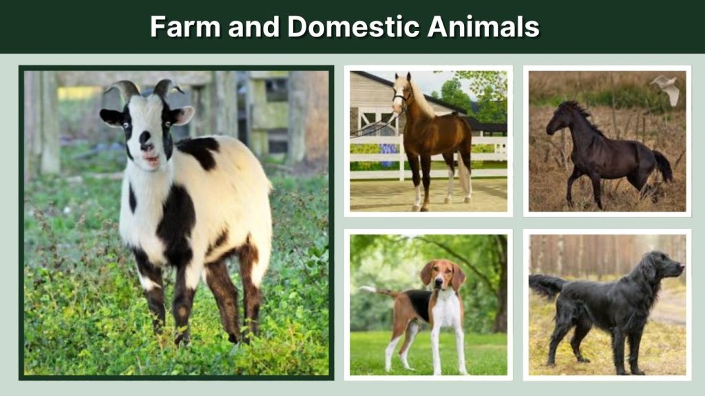 Farm and Domestic Animals
