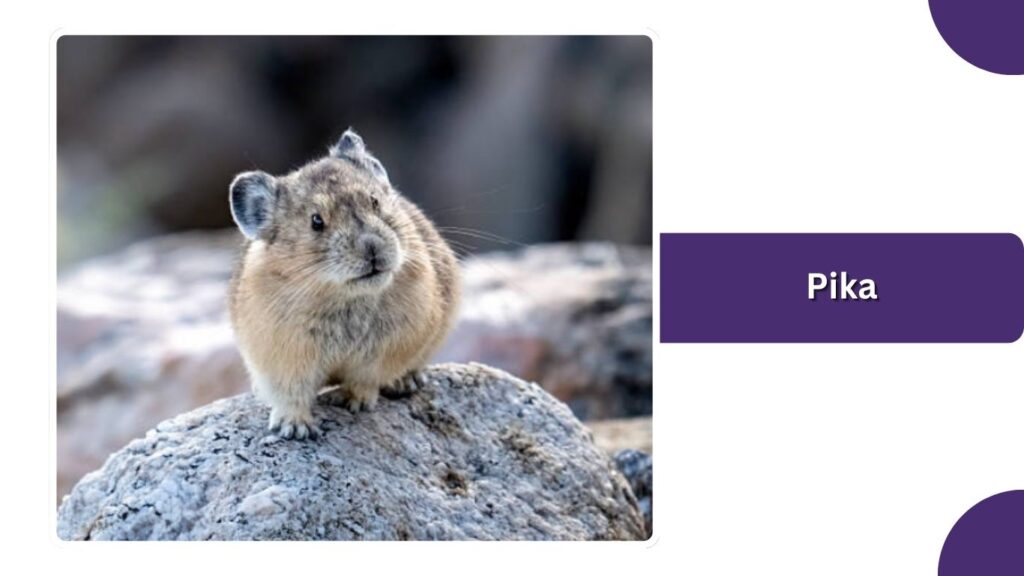 Pika