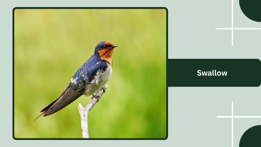 Swallow